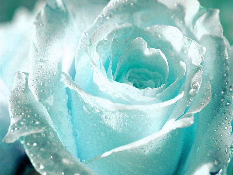 Flower White Rose for You . jpg, aquawhite, petals, dewdrops, romantic, HD wallpaper