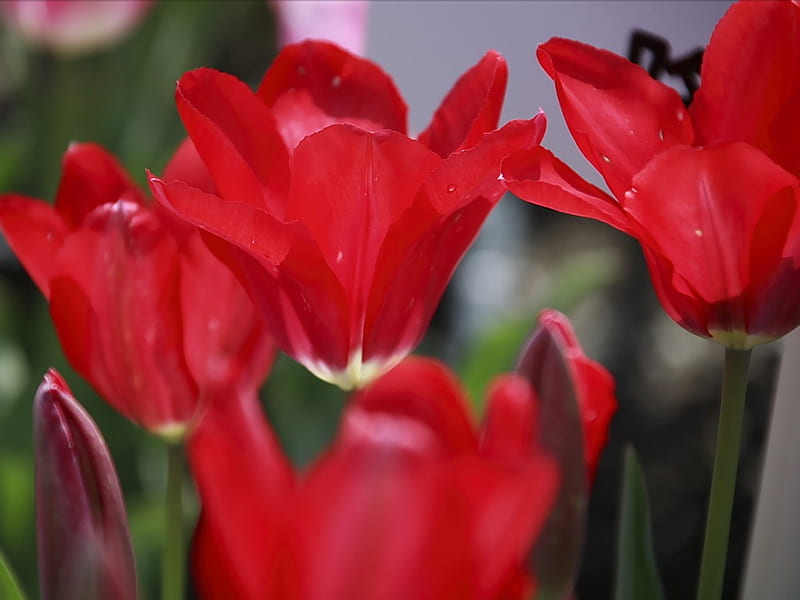 Red tulips, HD wallpaper