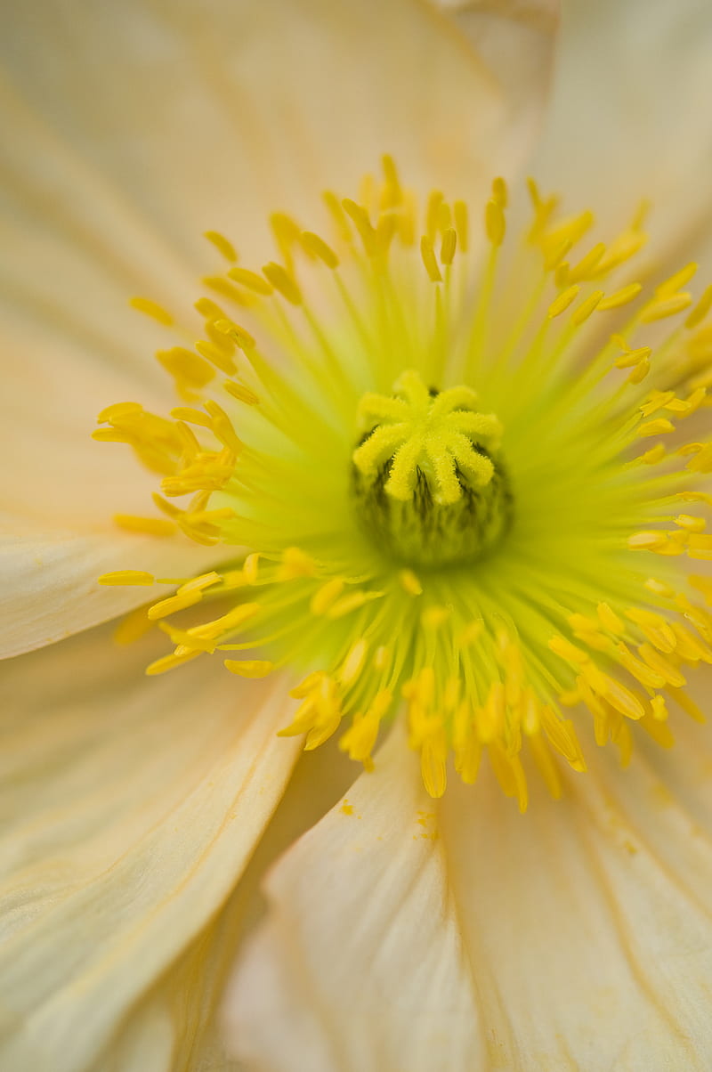 flower, pistil, yellow, pollen, macro, closeup, HD phone wallpaper