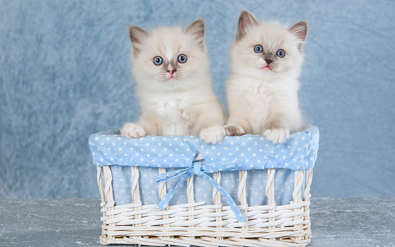 Siamese kittens, cute little cats, little animals, kittens in the basket, fluffy cats, HD wallpaper
