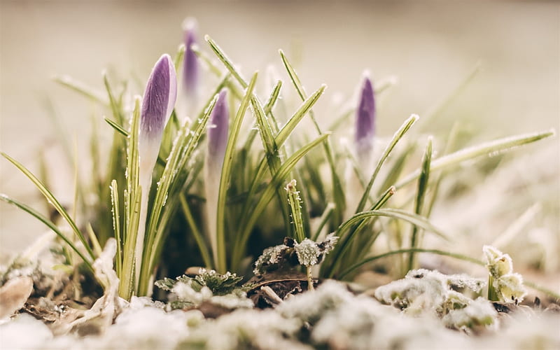 purple crocuses, morning, hoarfrost, snow, winter, crocuses, spring flowers, HD wallpaper