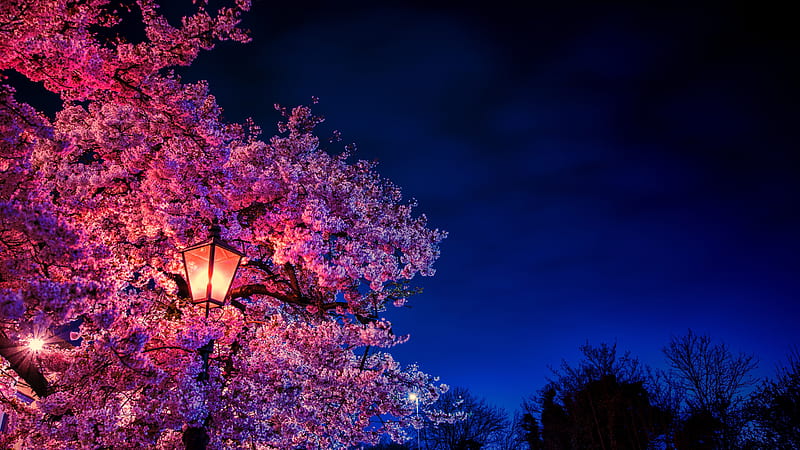 Cherry blossom at night light Ultra, Sakura Night, HD wallpaper