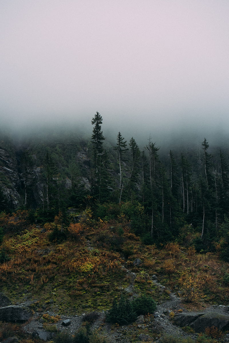 forest, fog, rocks, spruce, HD phone wallpaper