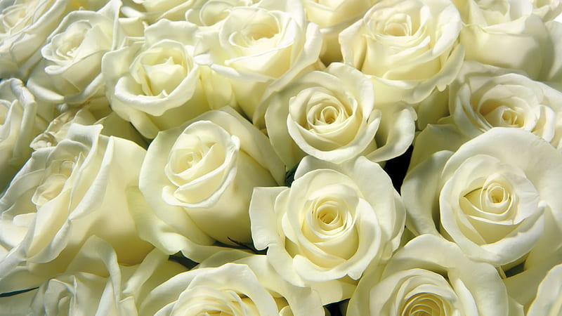 White Roses, plenty, bonito, petals, roses, white, HD wallpaper | Peakpx