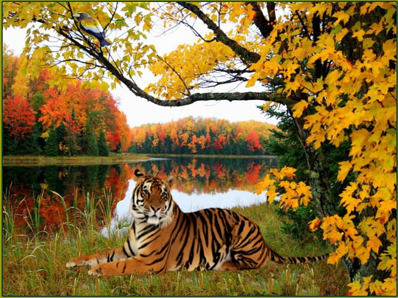 Big cat, tree, river, tiger, bird, HD wallpaper | Peakpx