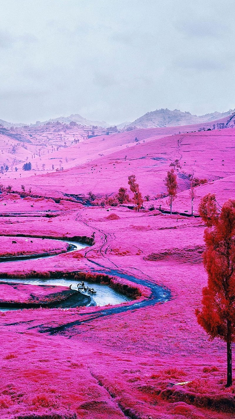 Pink field , tree, color, pink landscape, HD phone wallpaper