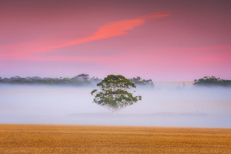 Fogy Field and A Tree, HD wallpaper