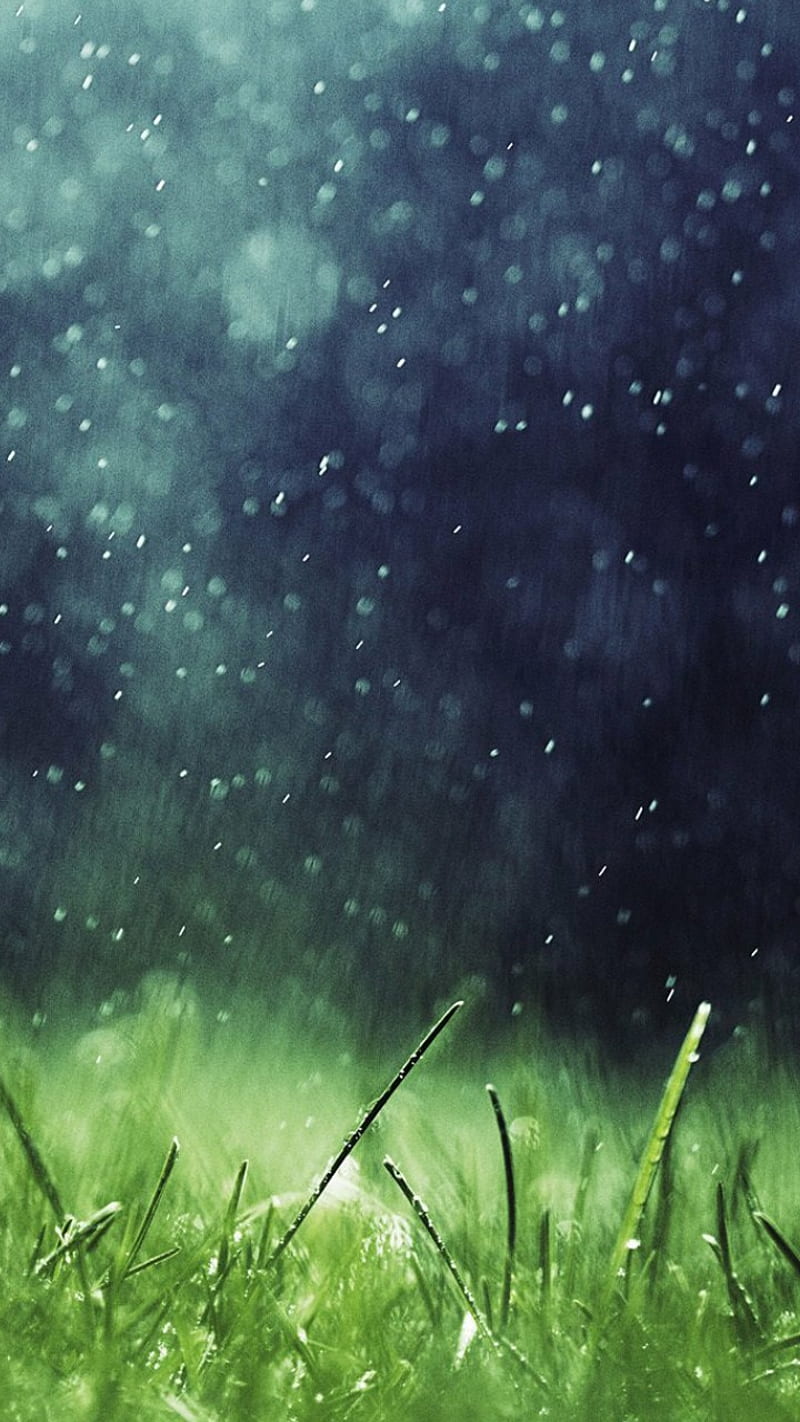 Wet green grass, grass, green, rain, wet, HD phone wallpaper