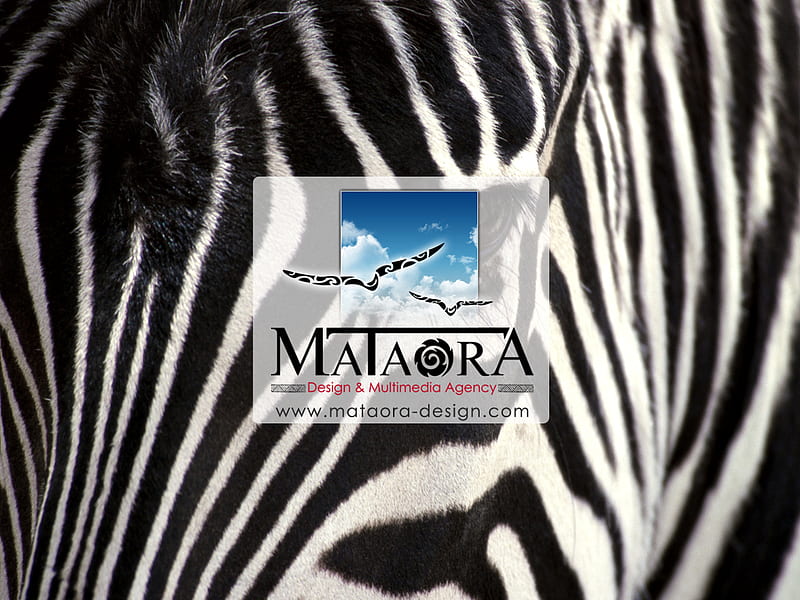 mataora-zebra, studio graphique, agence de pubemailing, web design, identite visuelle, fond decran, multimedia, creation de cd rom interactif, creation logo, site flash, publicite, creation brochure, creation site internet, zebra, HD wallpaper