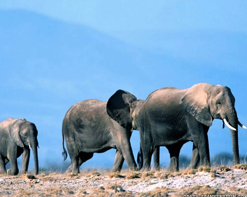 Three Elephants, elephants, large, gris, three, tusks, trunks, HD wallpaper