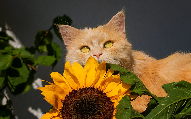 ginger cat, sunflower, cat and flower, British Shorthair cat, cute animals, pets, cats, HD wallpaper