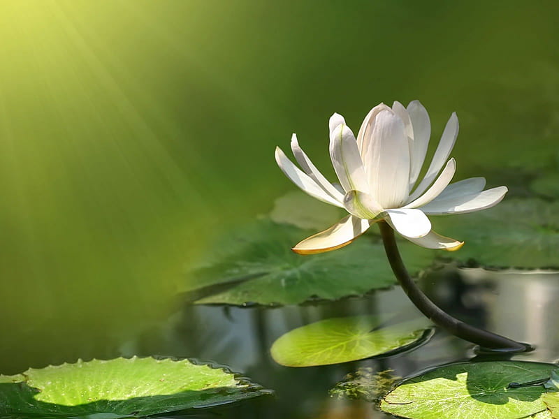 White flower on green, flower, nature, white, branch, HD wallpaper | Peakpx