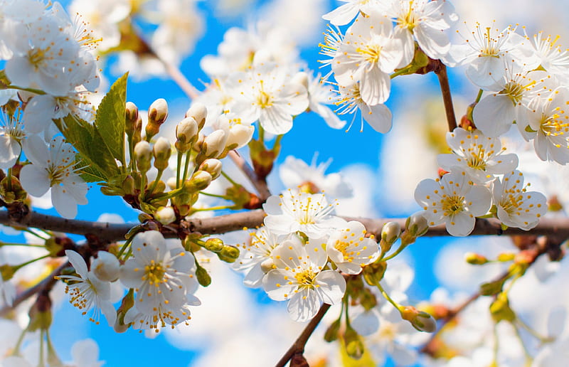 Spring branches, pretty, lovely, bonito, spring, freshness, tree ...