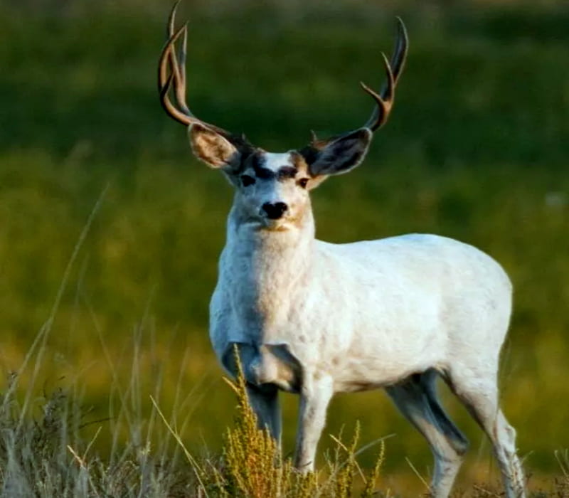 Mule Deer Buck, Mule, Deer, Buck, bonito, HD wallpaper