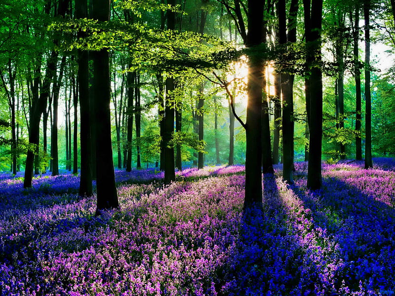 Spring morning, forest, sunlight, bonito, spring, trees, purple, summer, flowers, shadows, peaceful, nature, ray of light, sunshine, HD wallpaper