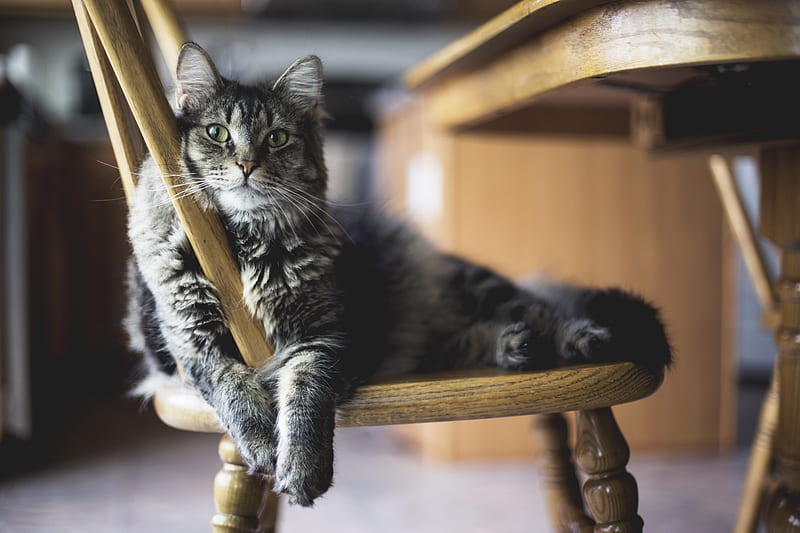 brown tabby cat on wooden windsor chair, HD wallpaper