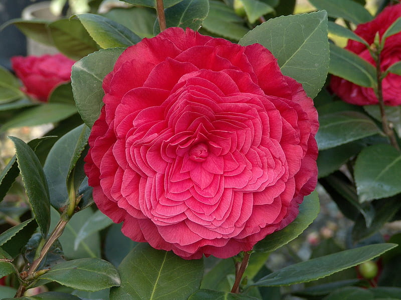 Rossa Camellia, red, macro, flowers, nature, petals, camellia, rossa, HD wallpaper