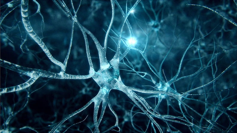 Neuronas, sinapsis, biología, anatomía, bonito, resumen, azul, cerebros,  Fondo de pantalla HD | Peakpx