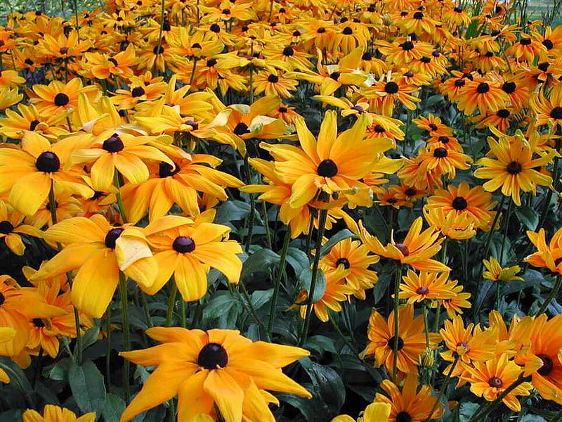 FIELD OF BROWN EYED SUSANS, yellow, pretty, flowers, bonito, HD wallpaper
