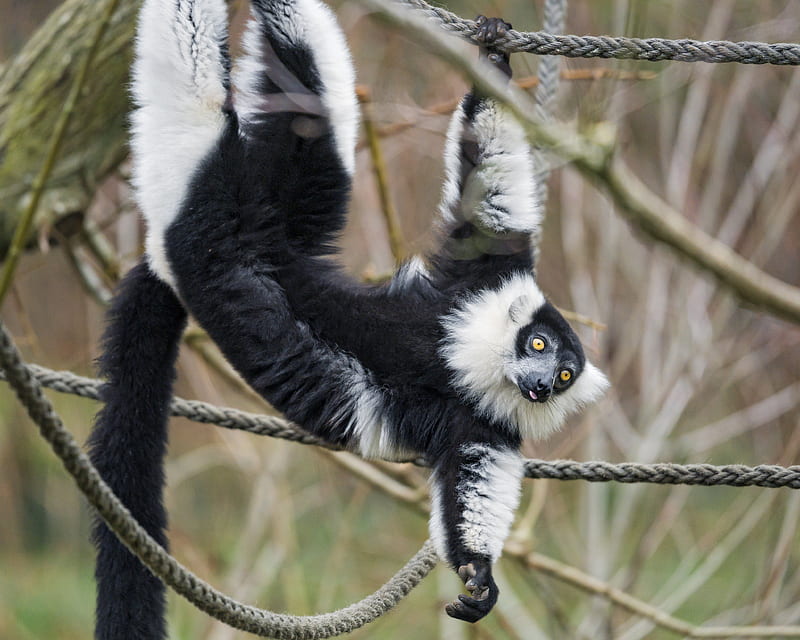 lemur, animal, protruding tongue, funny, HD wallpaper