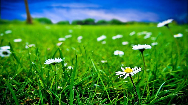 Daisy Wild Flower Meadow, Meadown, Flowers, Wild, Daisy, HD wallpaper