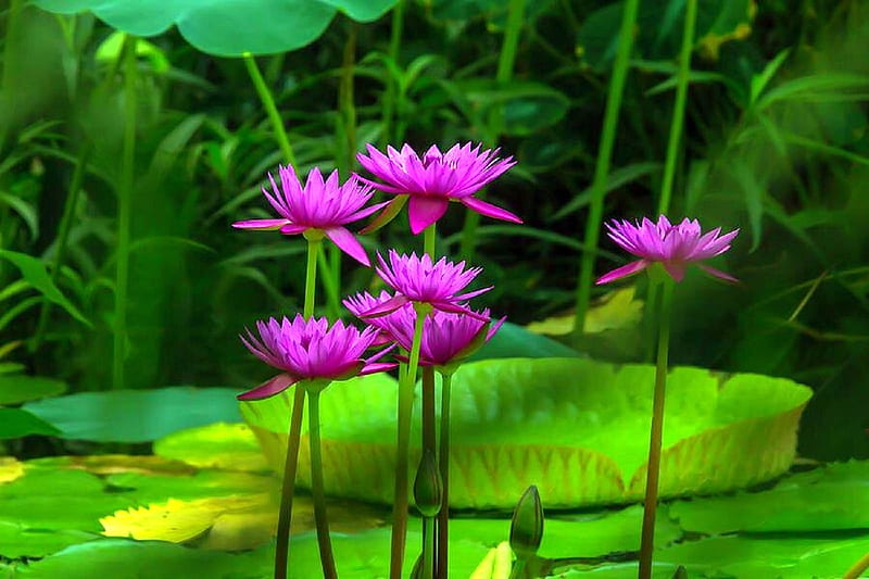 Purple Water Lilies, lovely still life, lotus, love four seasons, lotus flowers, water lilies, graphy, purple, flowers, nature, HD wallpaper