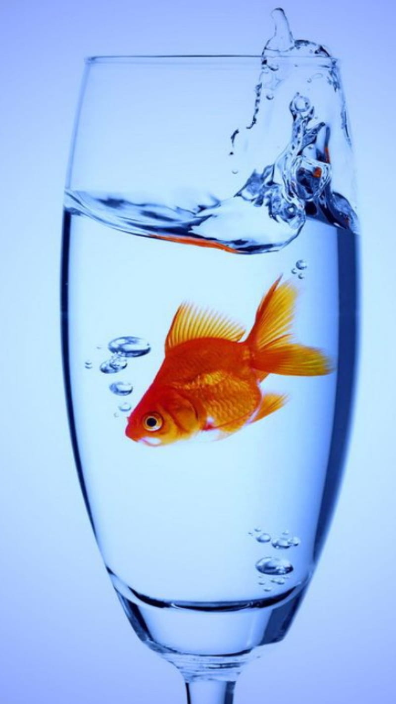 Goldfish in a glass, fish, HD phone wallpaper