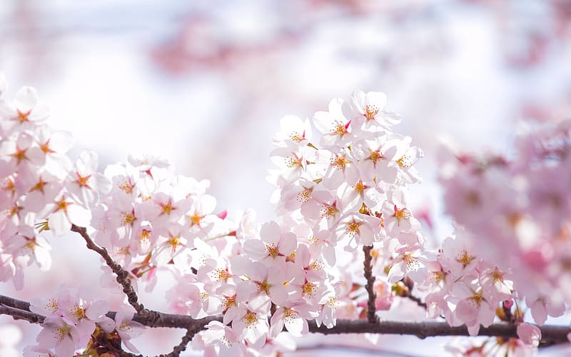 Nature, Flowers, Flower, , Pastel, Blossom, HD wallpaper | Peakpx