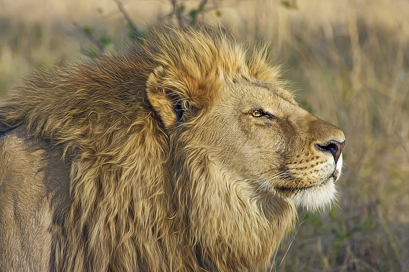 Lion Big Cat, lion, animals, HD wallpaper