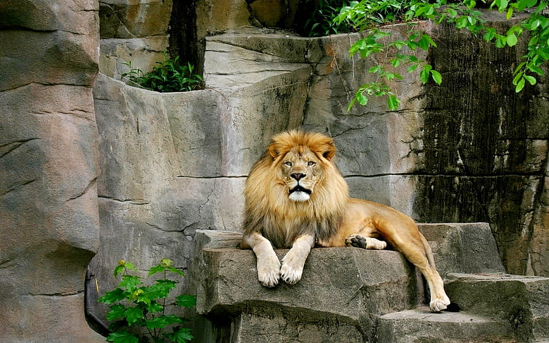 KING ON IT'S THRONE, sits, king, rock, wild, cat, lion, HD wallpaper