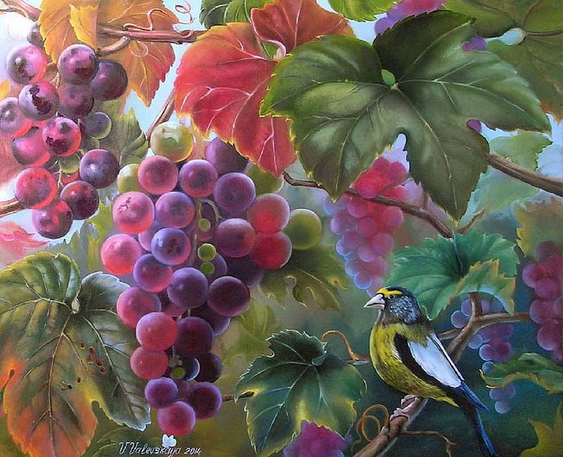 ★Ripe Grapes★, fruits, softness beauty, bonito, seasons, leaves, paintings, ripe grapes, vines, animals, lovely, colors, love four seasons, birds, creative pre-made, spring, summer, nature, HD wallpaper