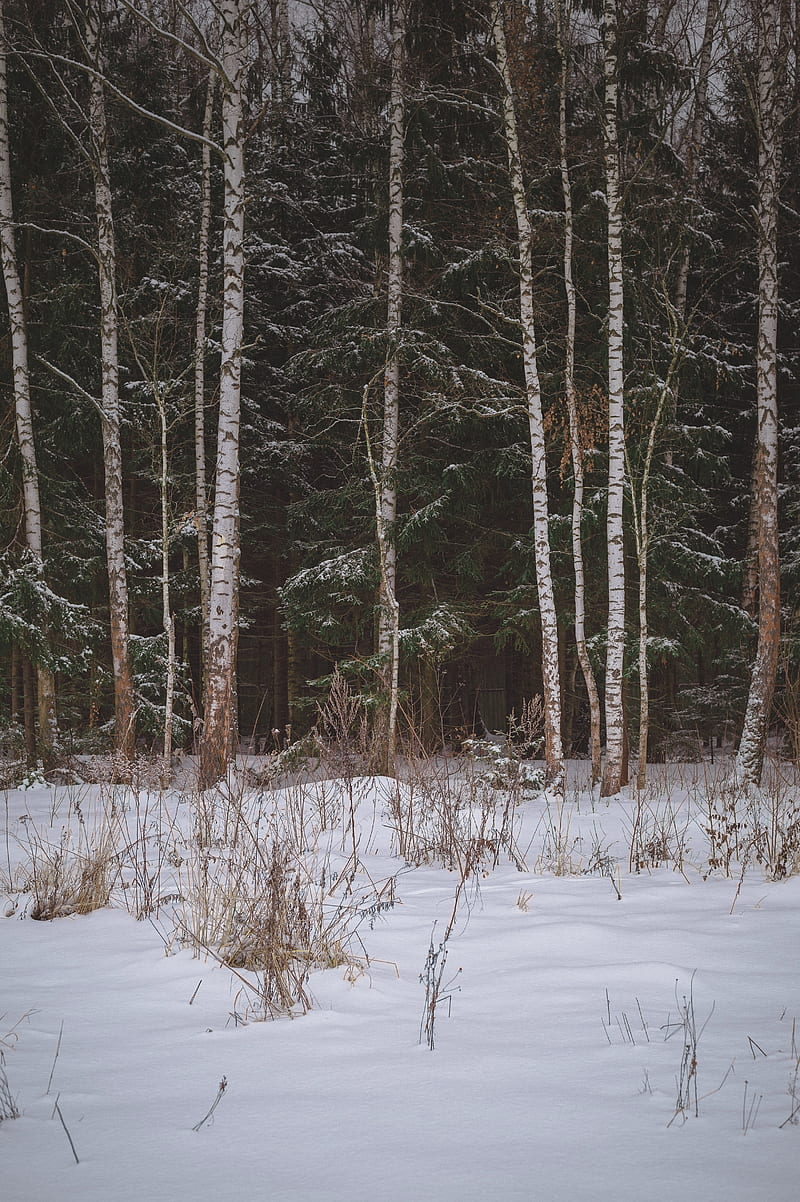 forest, field, snow, trees, winter, HD phone wallpaper