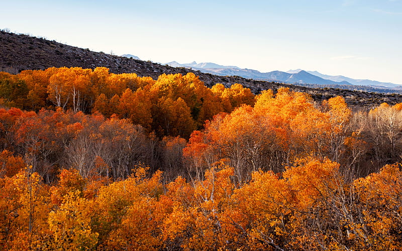 álamos vibrantes en las sierras orientales, california, cielo, árboles,  colores, Fondo de pantalla HD | Peakpx