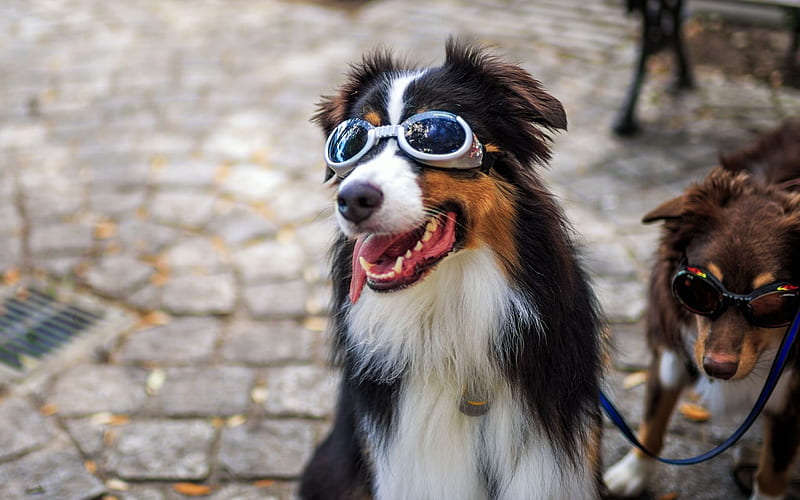 dog, pets, glasses, glamour, HD wallpaper