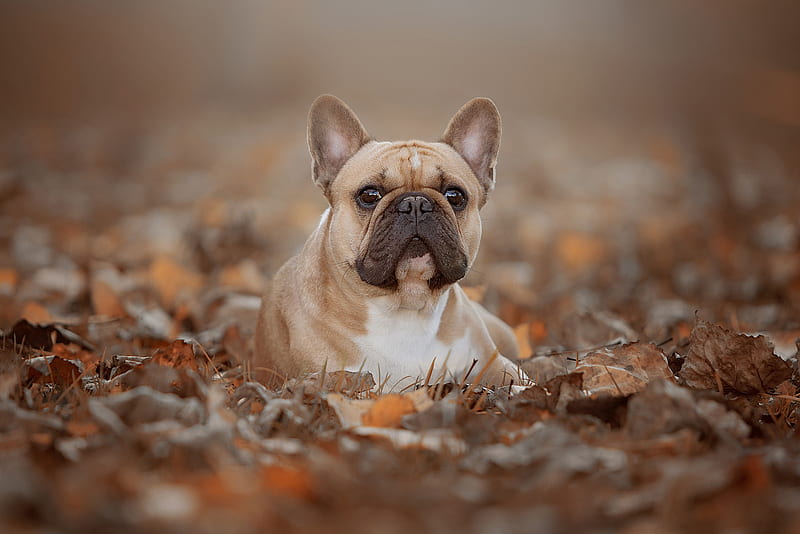 Dogs, French Bulldog, Dog, Fall, Pet, HD wallpaper | Peakpx
