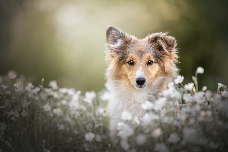 Dogs, Shetland Sheepdog, Baby Animal, Dog, Flower, Pet, Puppy, HD wallpaper
