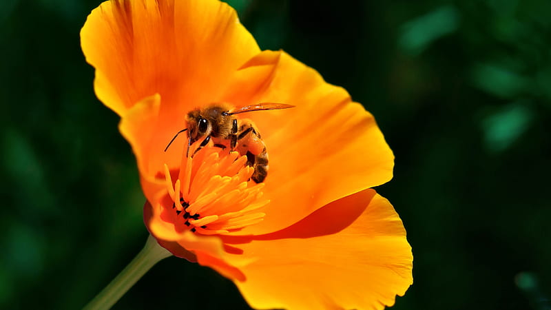 Bee on California Poppy poppy, romance, bonito, floral, bee, graphy, love, wide screen, flower, insect, beauty, HD wallpaper