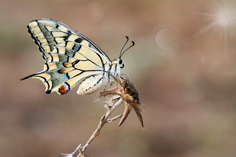 Papilio Machaon, insect, mustafa ozturk, butterfly, fluture, HD wallpaper