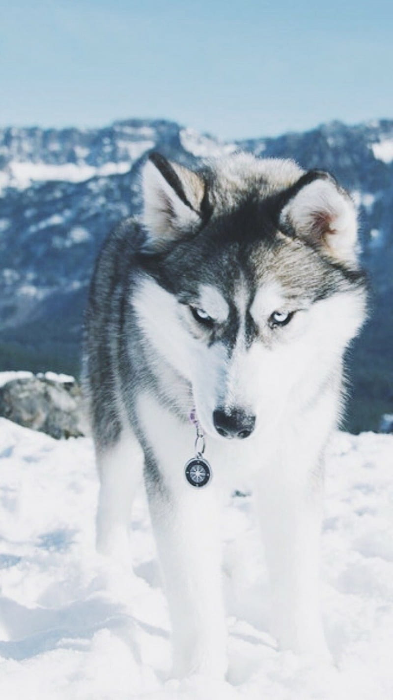 Husky In Snow, animals, dog, landscape, winter, wolves, HD phone wallpaper
