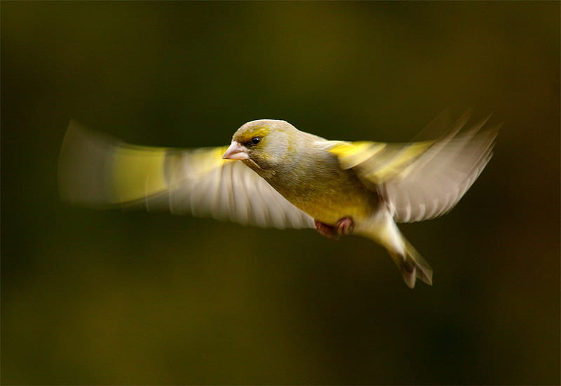 Greenfinch-Air, fly, wings, bird, colors, animals, HD wallpaper