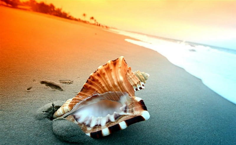 Sea Shell, beach, nature, shell, sands, HD wallpaper | Peakpx