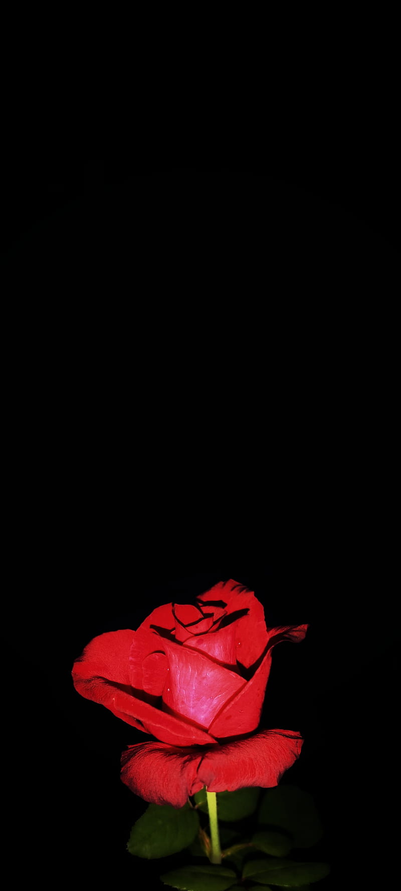 Rose, amoled, flower, HD phone wallpaper | Peakpx