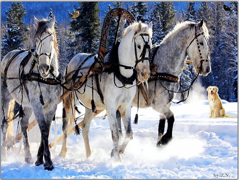 Harnessed horses, snow, winter, horses, dog, HD wallpaper