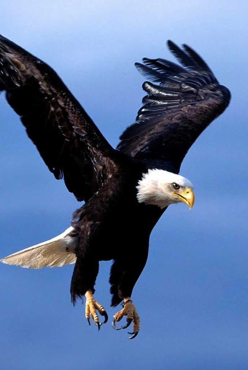 attack, birds, eagle, HD phone wallpaper