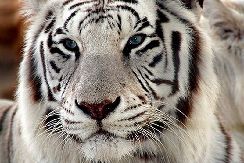 White tiger, lighter, Bengal, pigmentation, striped, HD wallpaper