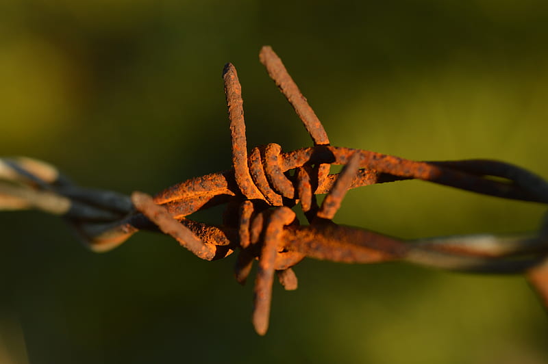 Rusty Barbed Wire, Macro, Brown, Green, Rusty, Wire, Barb, graphy, Barbed, HD wallpaper