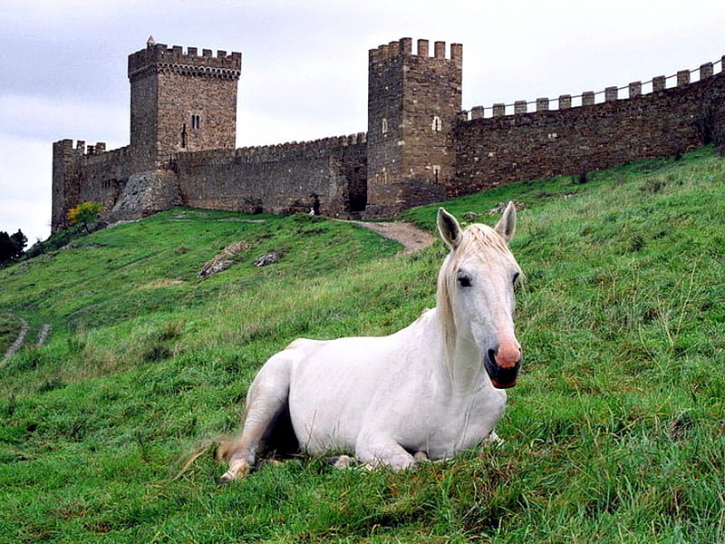 Horse in front of Castle Wall, White, Horse, Castle, Wall, HD wallpaper