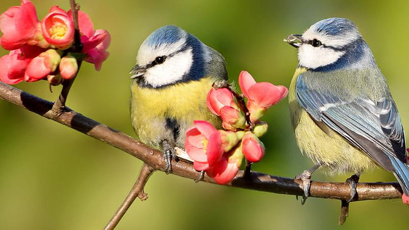British Garden Birds With Gray And Yellow Birds Birds, HD wallpaper