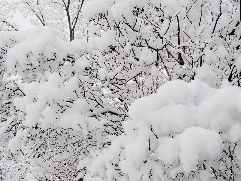 Heavy Snowfall, Trees, graphy, Snow, Nature, Winter, HD wallpaper