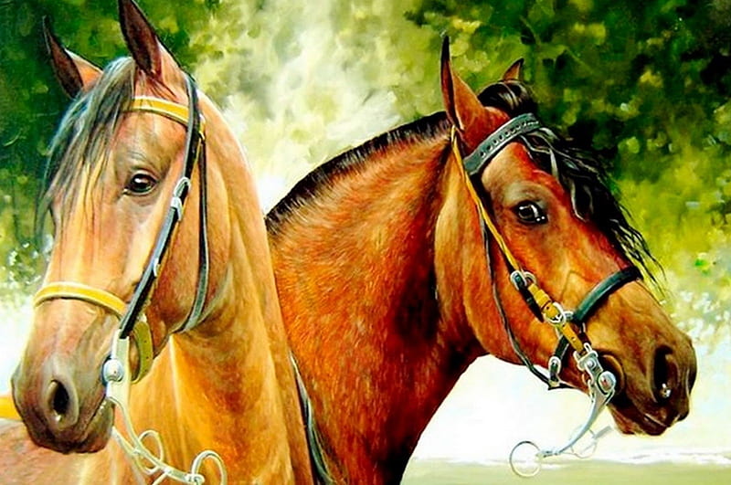 Horses couple, horse, couple, love, animal, HD wallpaper Horses couple, horse, couple, love, animal, HD wallpaper